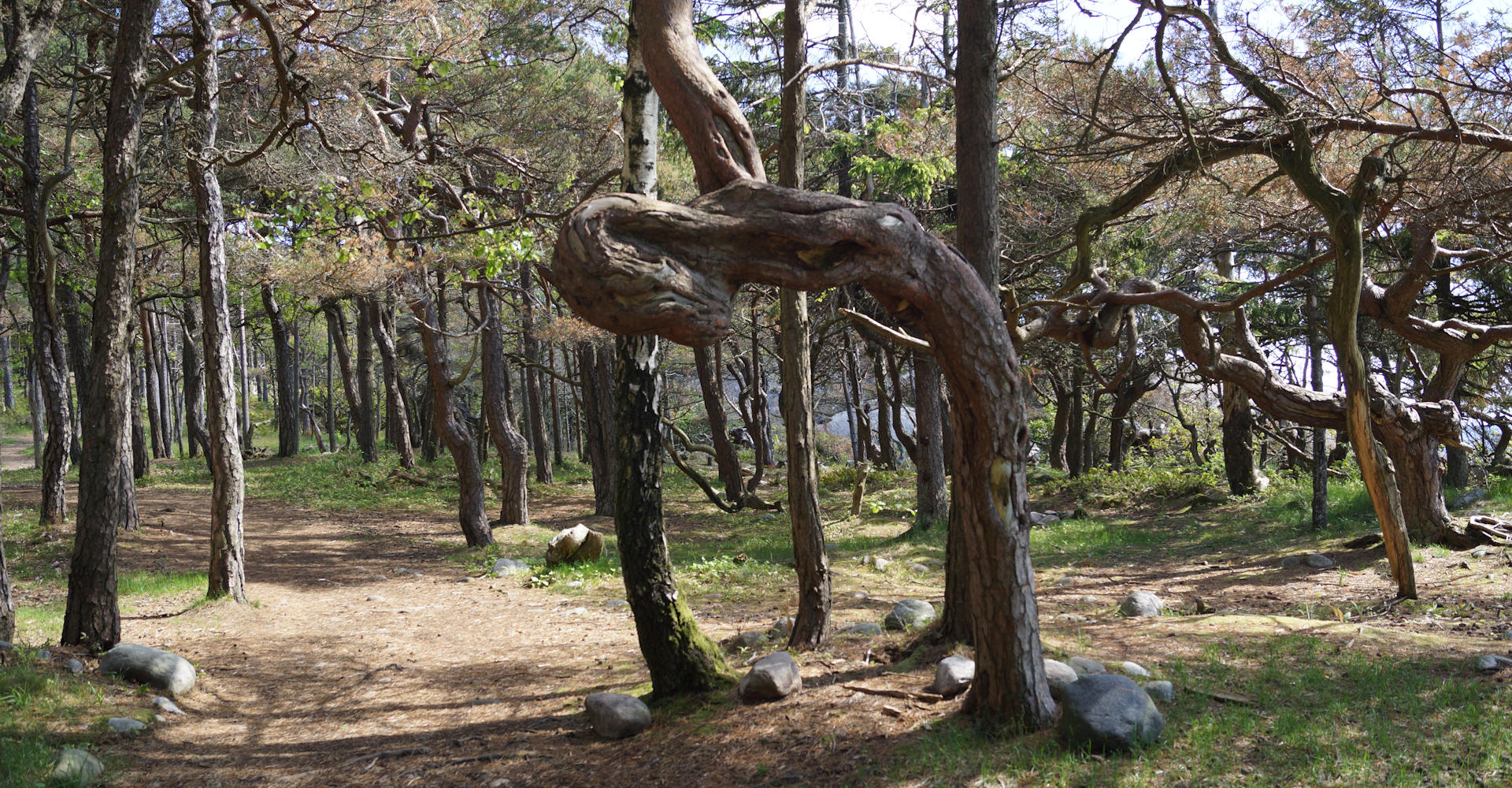 An Alien i Hoveskogen - foto Geir Johansen.jpg