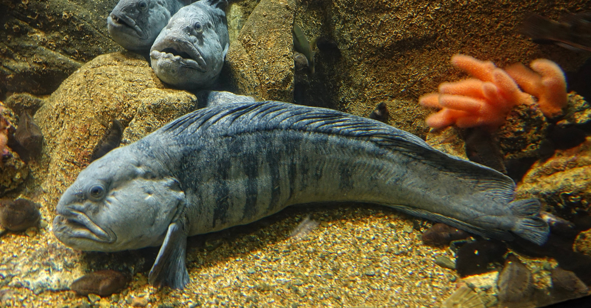 Steinbit - foto Bjørn Christian Tørrissen.jpg