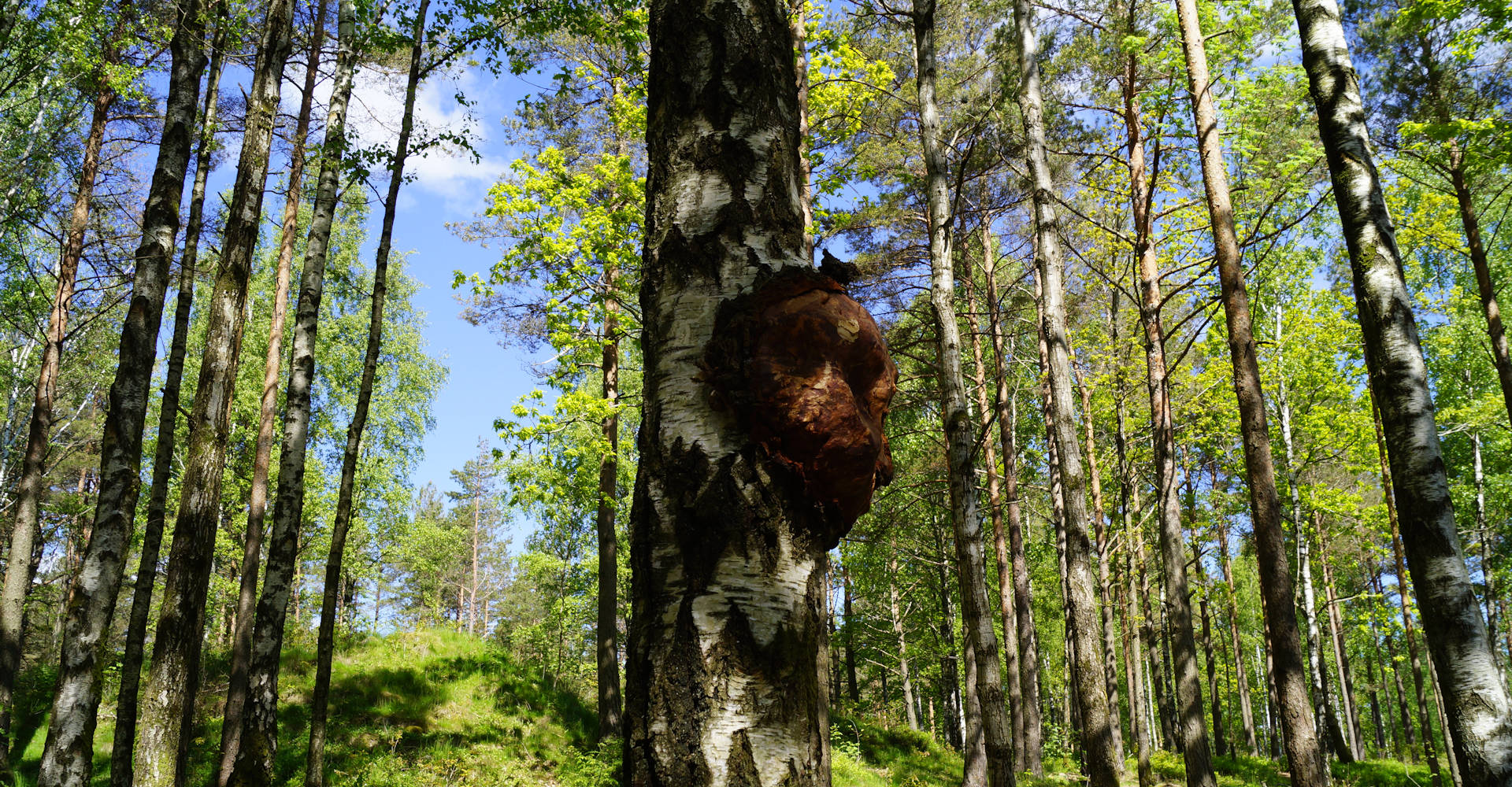 004 - Hove og Hoveskogen - Foto Geir Johansen.jpg