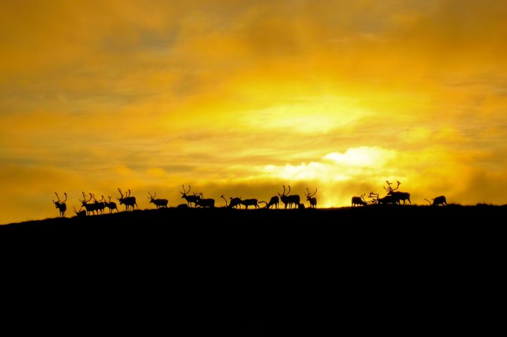 Finnmark-Sor_Varanger-Rein_i_solnedgang-_foto_Sami_Keinanen.jpg