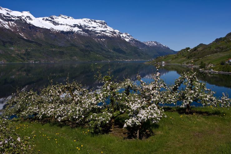 Fruktblomstring_i_Hardanger_-_Hovland_Hardangerfjorden_foto_Svein_Magne_Tunli.jpg